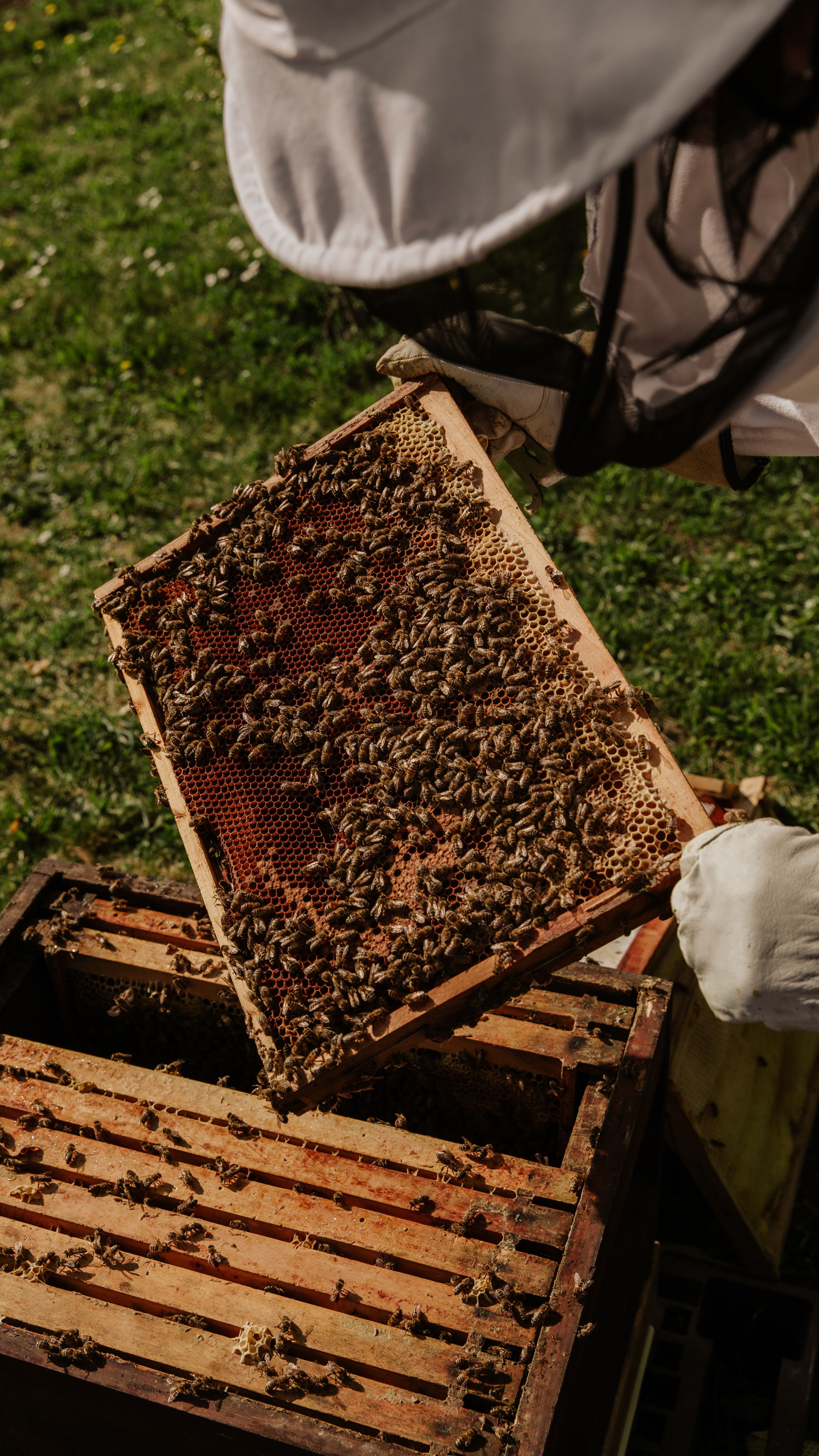 {"fr":"Découvrez les secrets du miel à la miellerie du Val de Loire à Cheverny","en":"Discover the secrets of honey at the Loire Valley honey farm in Cheverny"}