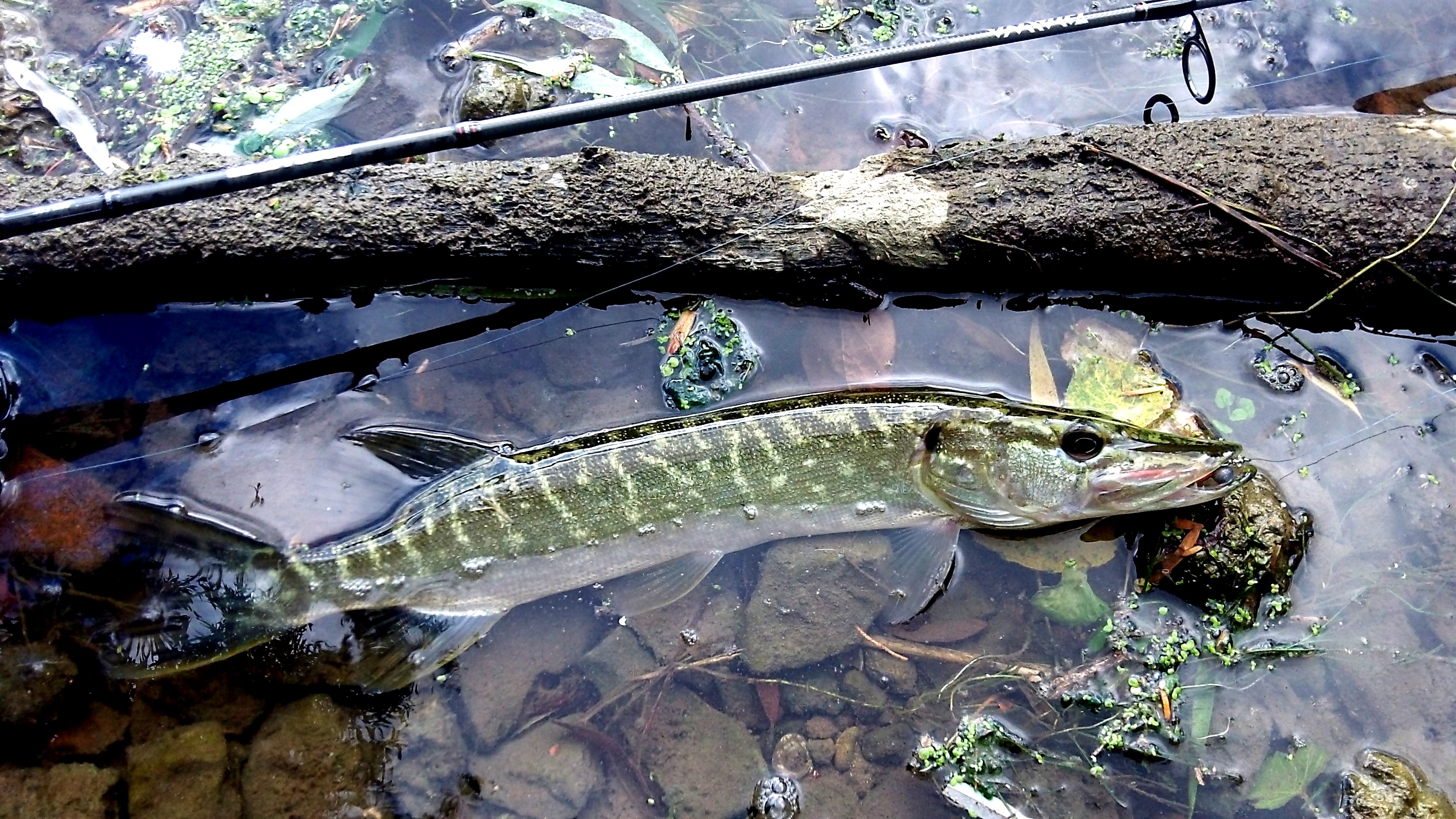 {"fr":"La pêche des carnassiers aux leurres","en":"Fishing for predators with lures"}