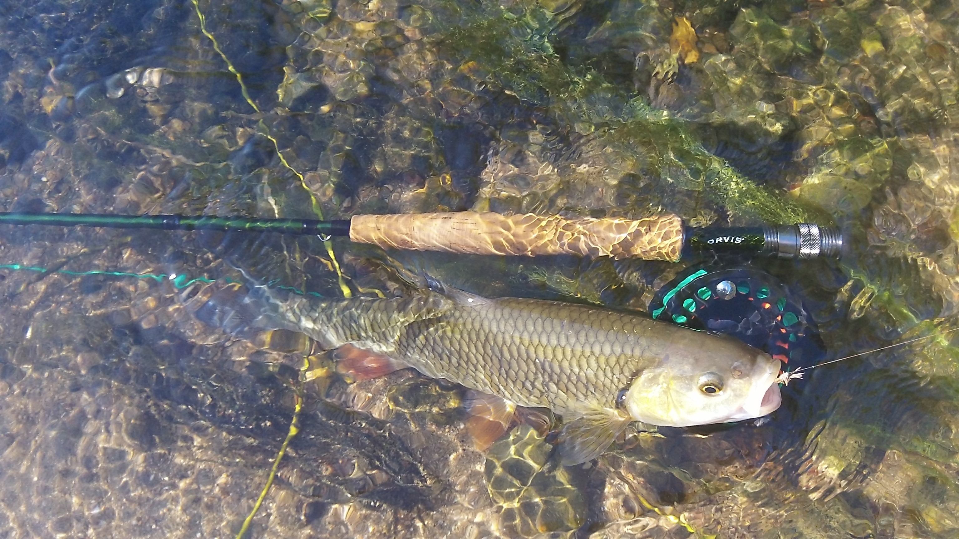 {"fr":"Initiation pêche à la mouche","en":"Initiation to fly fishing"}