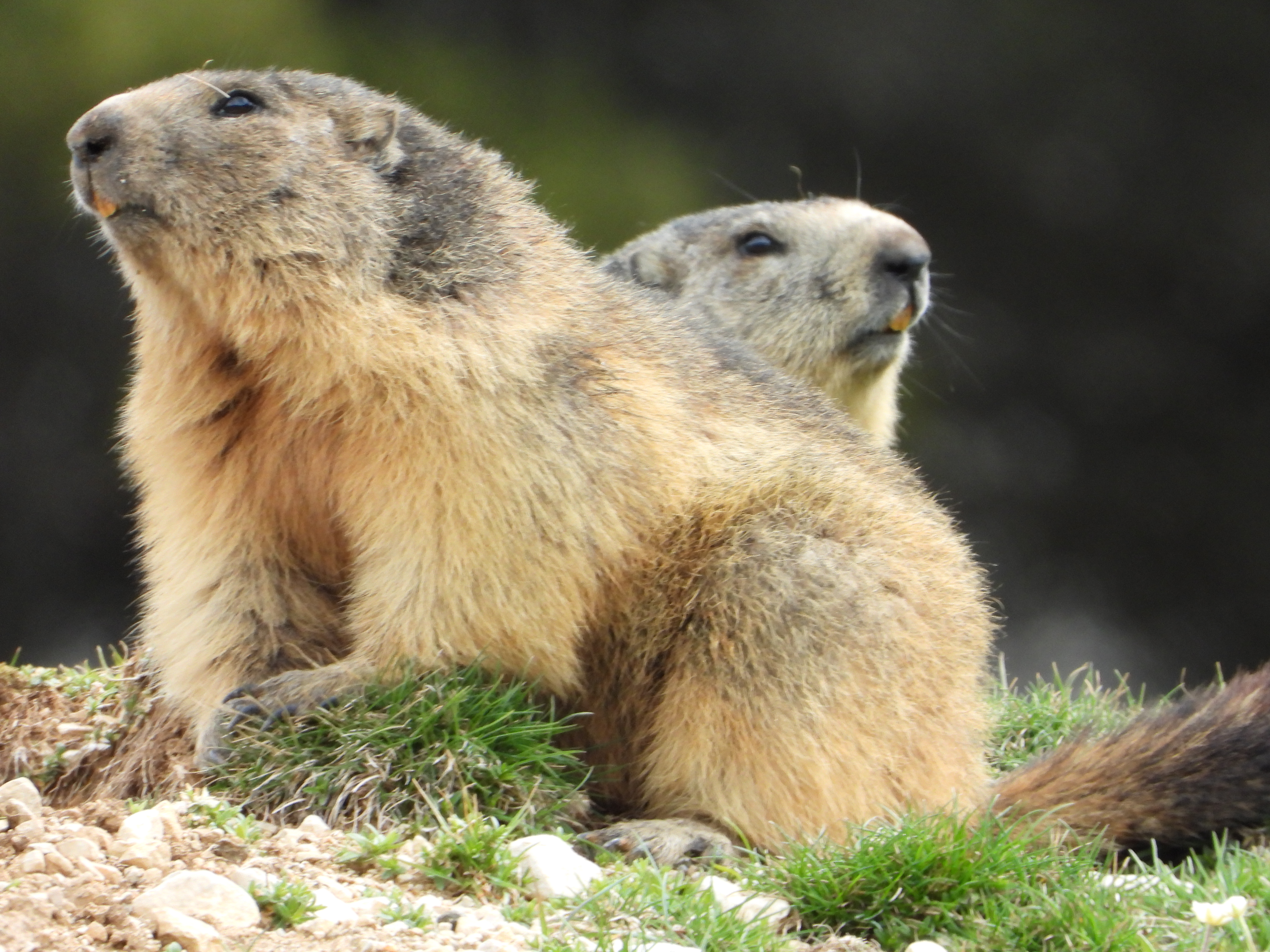 {"fr":"Observation des animaux du Vercors et hébergement ","en":"Observation of the animals of the Vercors and accommodation "}